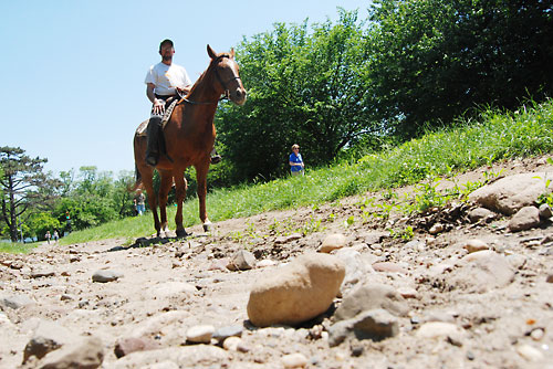 They hurt horses, don’t they?