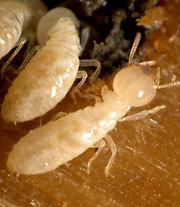 Long overdue! Fort Hamilton branch library will finally reopen