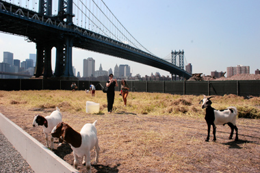 Getting their goats! Dumbo art field closes with ruminator caper