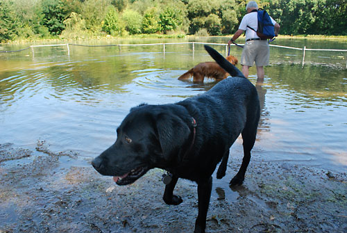Rat droppings poison ‘Dog Beach’