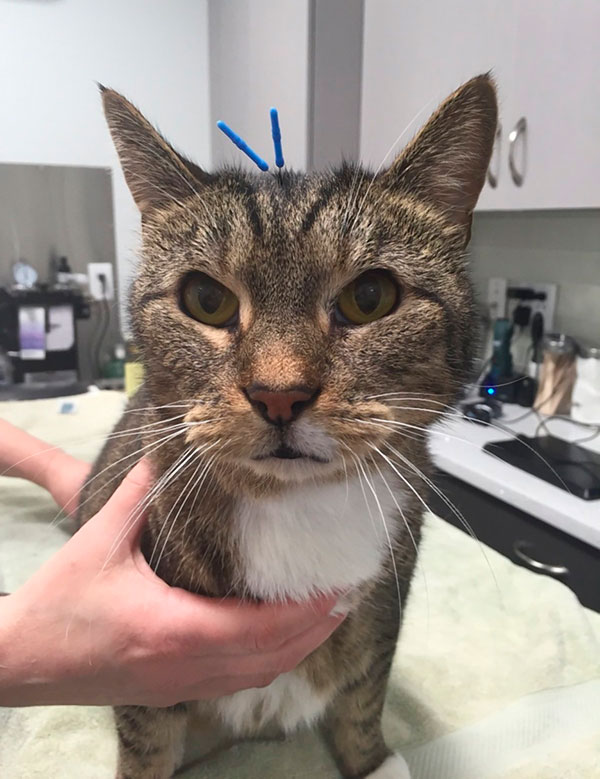 Cat-upuncture! Windsor Terrace vet does Chinese medicine on pooches and pussies