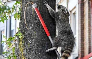 Raccoon evades police on hours-long chase in Ditmas Park