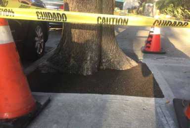 Forest gunk! Windsor Terrace trees paved into sidewalk