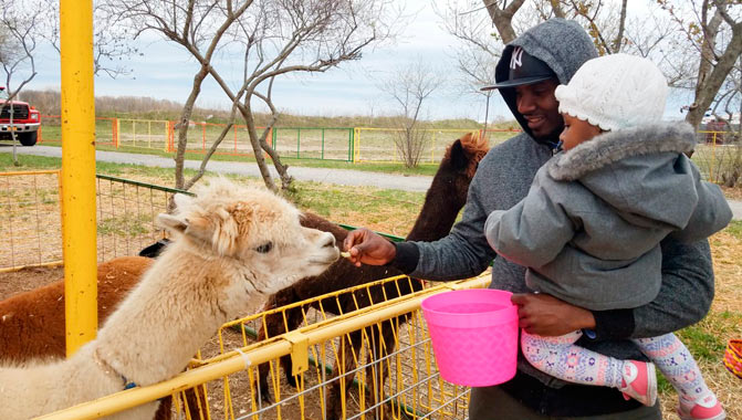 green meadow farm at aviator sports