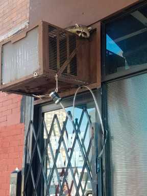 Raccoon killed after charming Clinton Hill locals