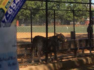 Udder chaos: Loose cow corralled by cops in P’Park after spending hours on the range