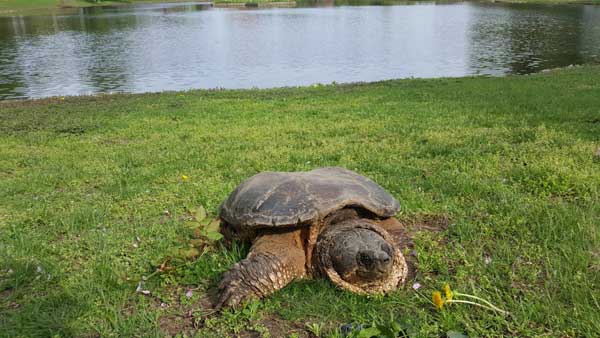 King of the monsters roams Kings: ‘Godzilla’ has thrived inside a local graveyard for decades, eyewitnesses claim