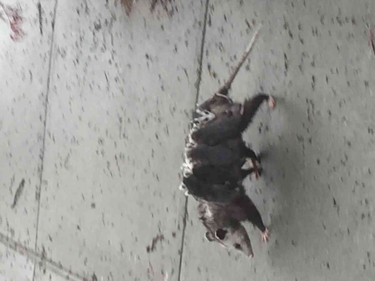 Experts: Marine Park ‘possums are awsome!