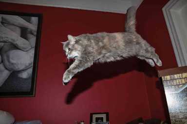 Purrfect shot: Exhibit makes open call for kitty pics