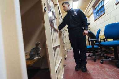 Coney Island precinct’s cat, Marty, dies after being hit by a car