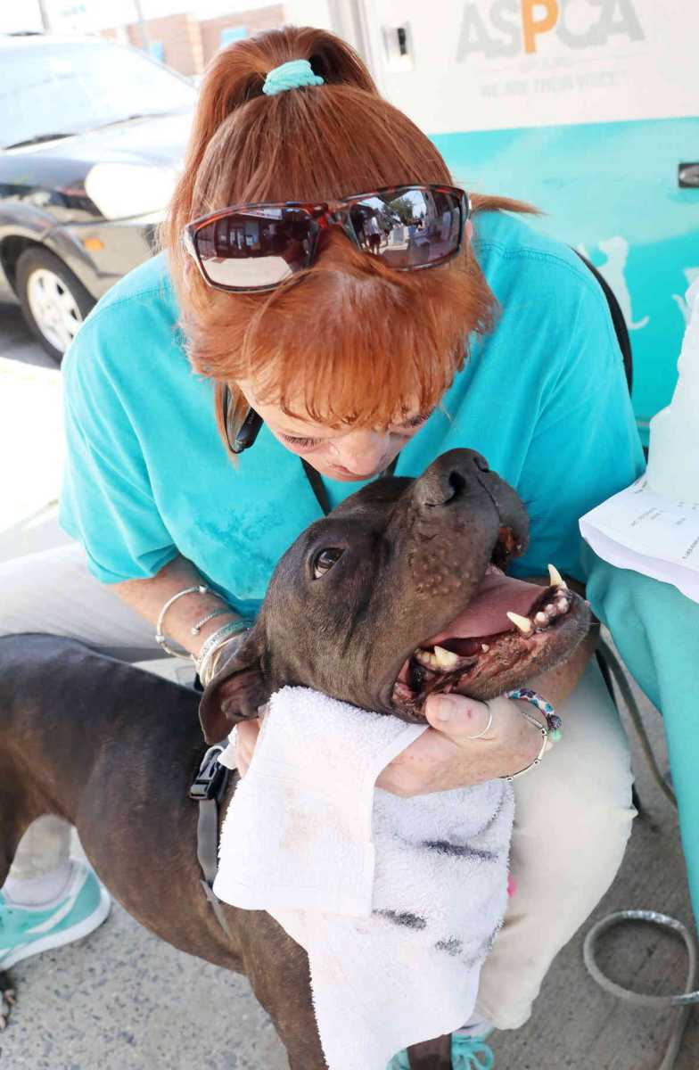 A purr-fect day: Brooklynites give rescue animals their forever homes at Mill Basin pet adoption event