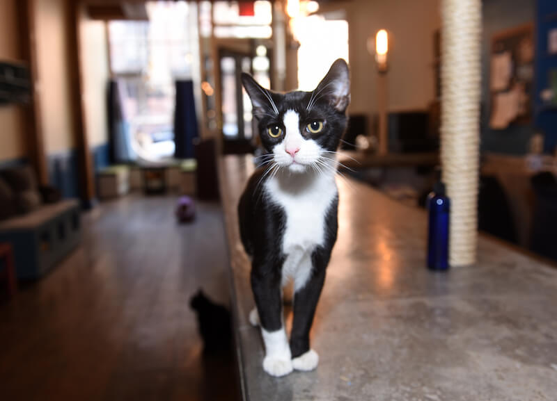 cat alone in cafe