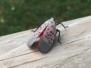 spotted lanternfly