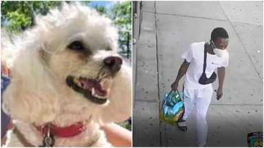 dognappernew