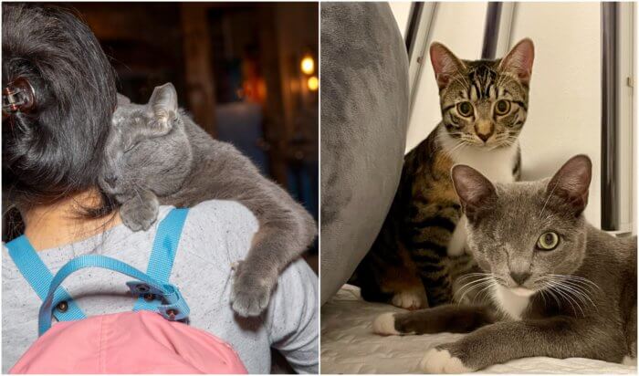 adoptable cats at brooklyn bridge animal welfare coalition
