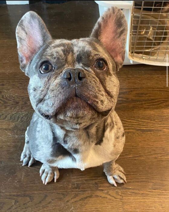 oreo, a gray french bulldog