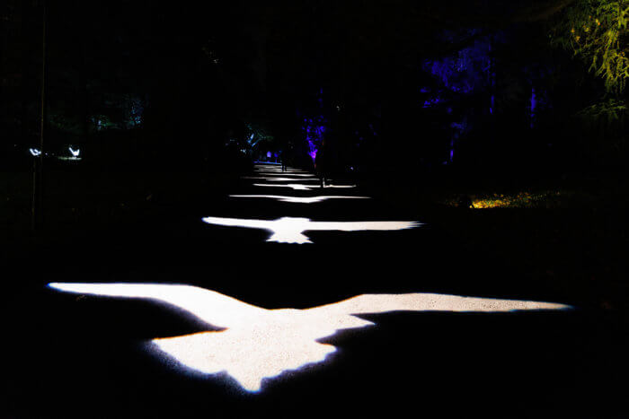 birds at lightscape
