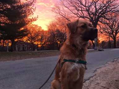 Moose the dog