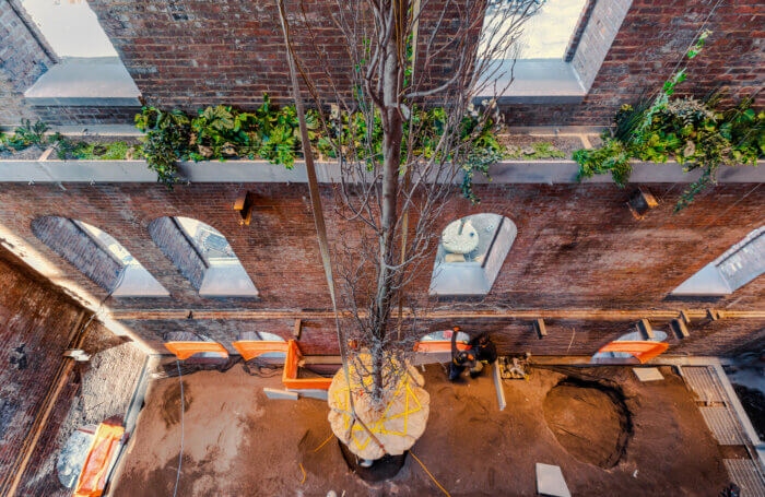 trees inside domino sugar refinery