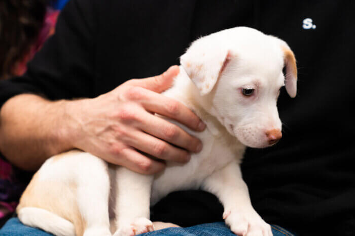 puppy at rescue city event