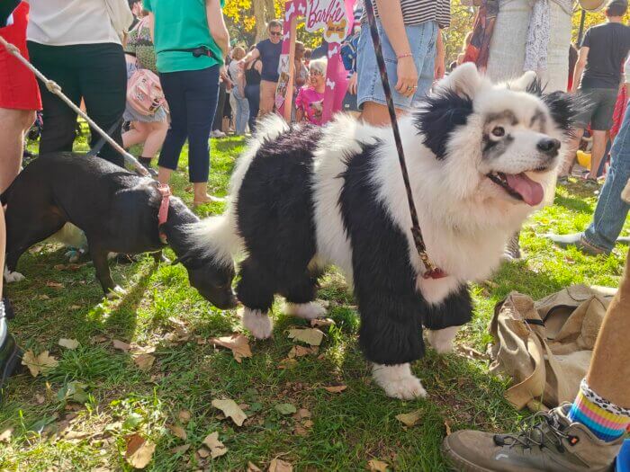 panda bear at Great PUPkin