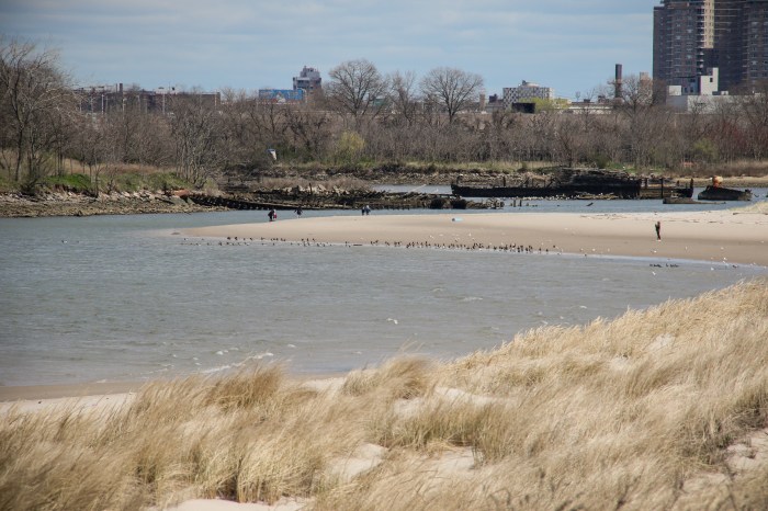 plants on dunes in coney island