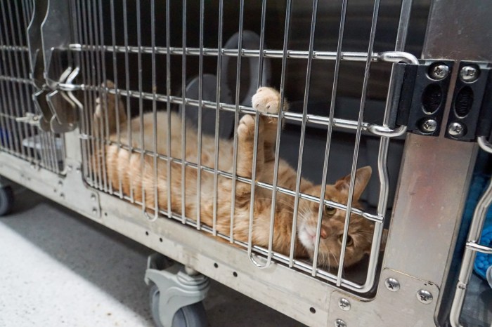 cat at flatbush vet