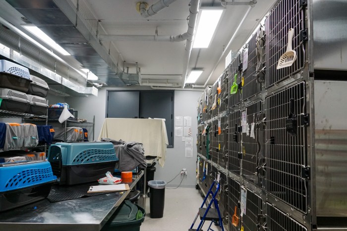 cats at flatbush vet