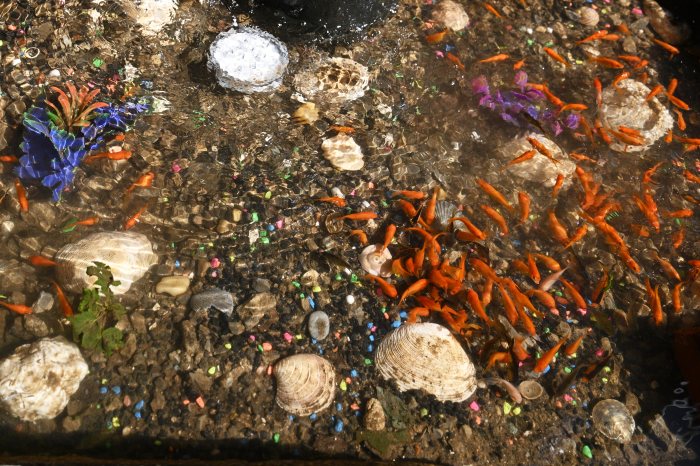fish at bed-stuy aquarium