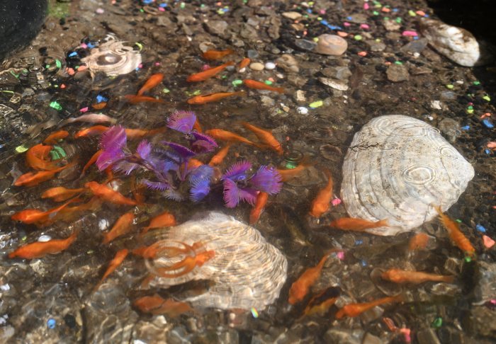fish in bed-stuy
