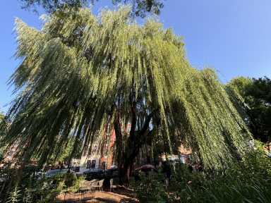 weeping willow trees in Park Slope