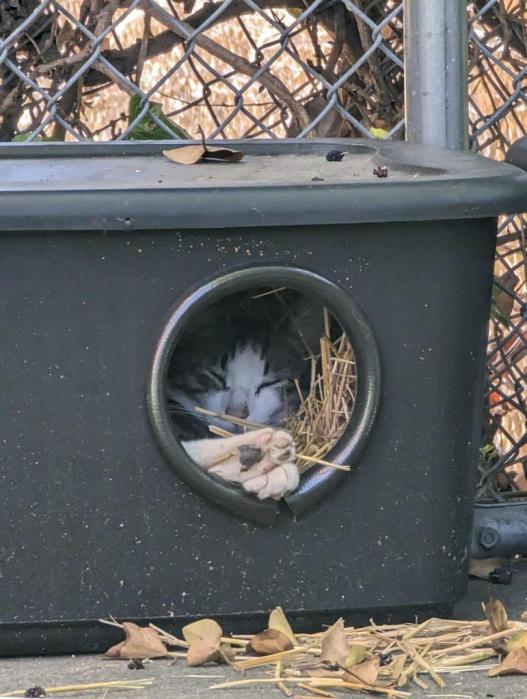 cat sleeping in shelter