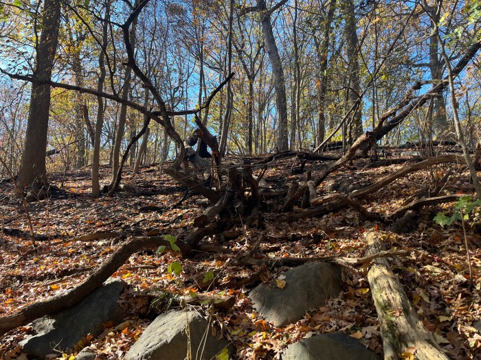 burned trees in prospect park