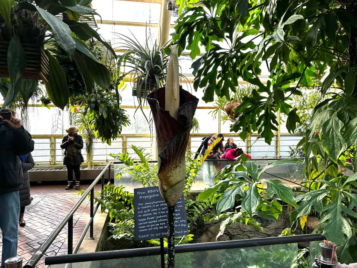 corpse flower brooklyn botanic garden