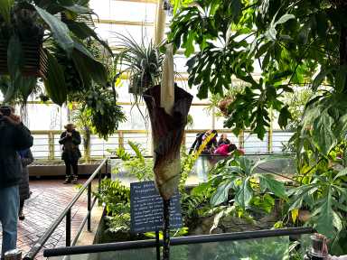 corpse flower brooklyn botanic garden
