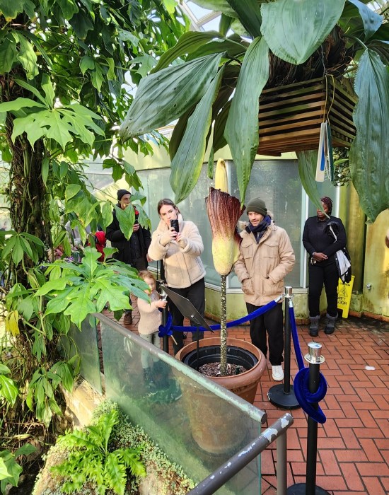 corpse flower visitors brooklyn botanic garden