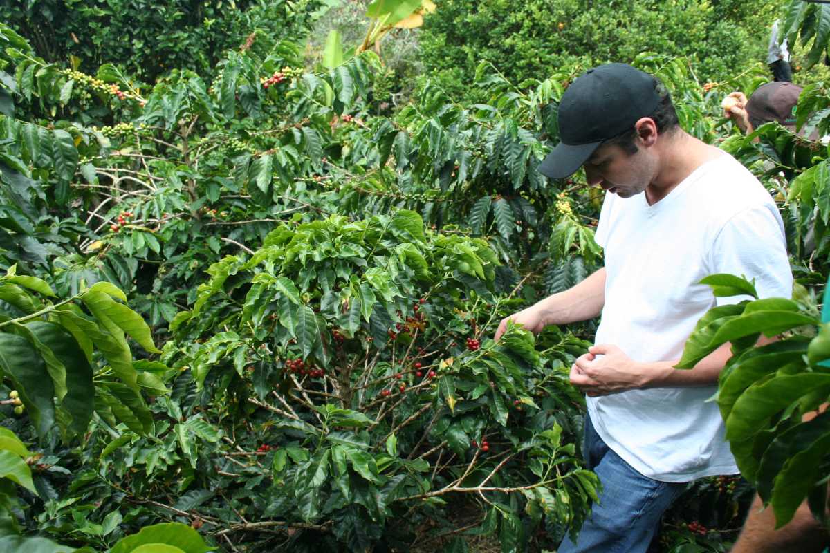 Steven inspecting beans