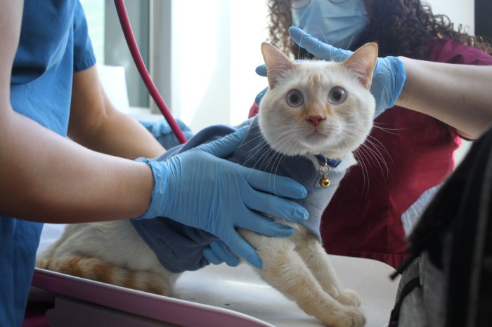 cat vet exam