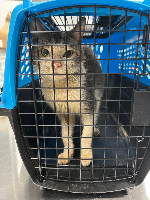 cat in carrier