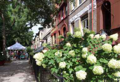 greenest-block-brooklyn-2022-lincoln-place-18