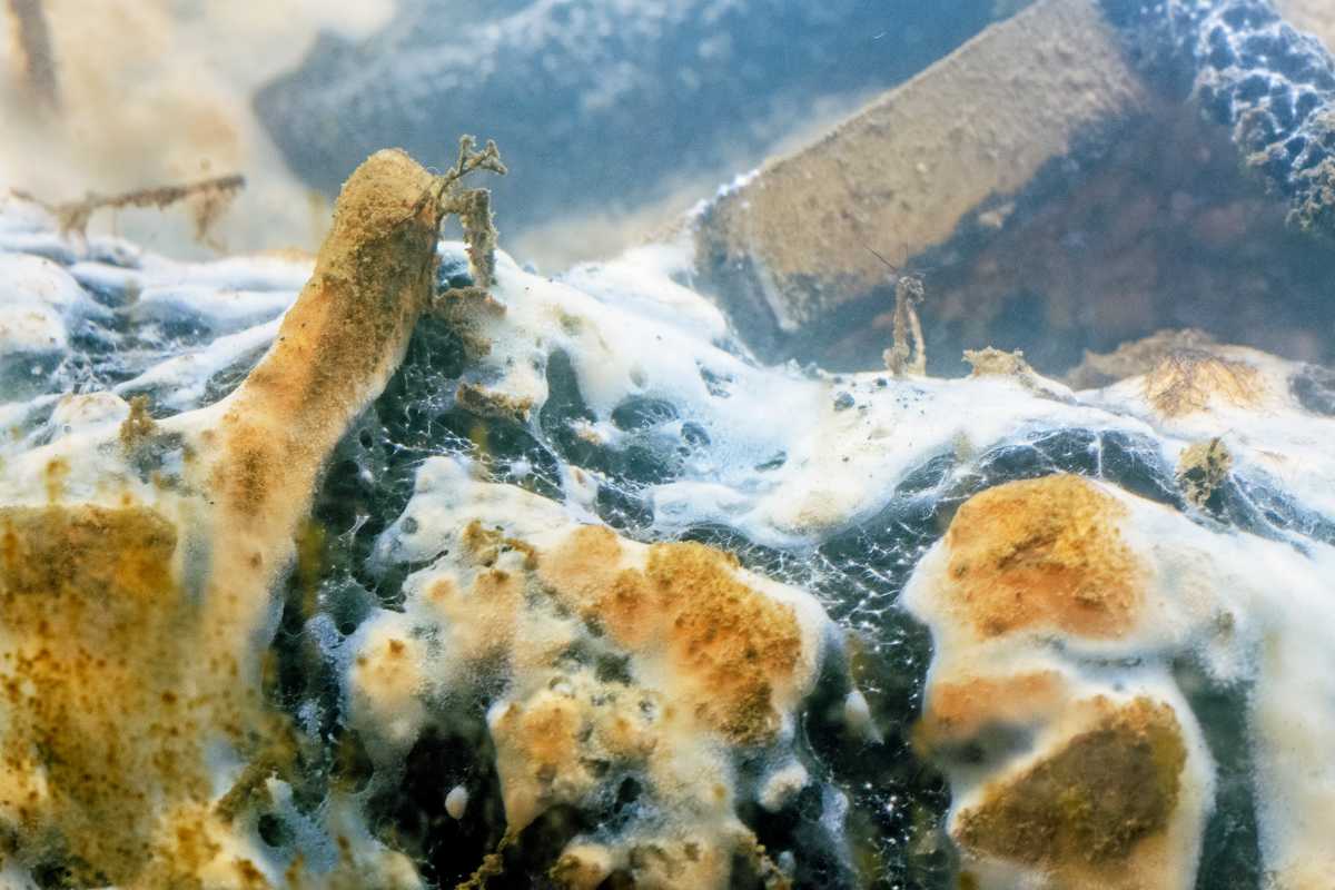 gowanus canal sludge microbes